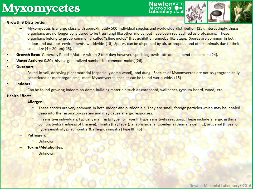 Myxomycetes